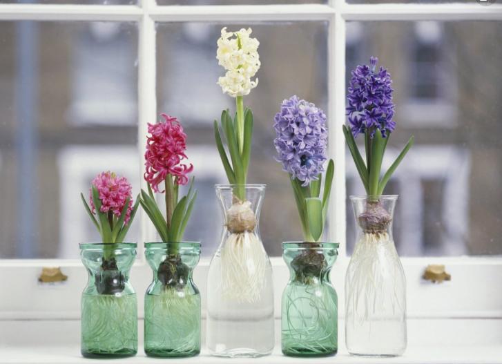 不含盆的水培植物室内懒人养不死,水培金枝玉叶室内绿植懒人盆