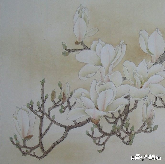 玉兰花的画法和枝干布局,玉兰花的素描画法步骤图