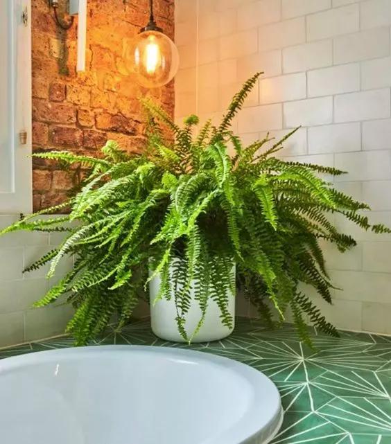 去除厨房油烟植物,家庭除油烟异味好方法