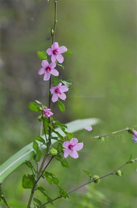 梵天花是复叶吗,梵天花的功效图片大全