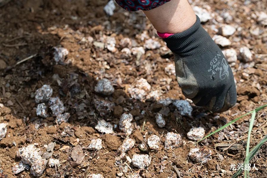 贵州道地药材天麻,道地药材天麻之乡