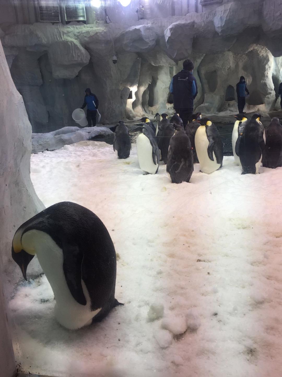 珠海长隆海洋王国附近美食,珠海长隆海洋王国官网预约