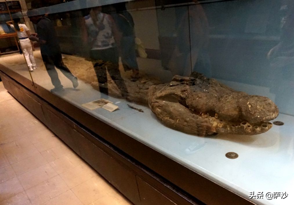 萨胖在埃及开罗差点遭遇*弹炸**袭击：萨沙埃及之旅第5天