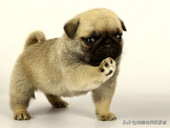 最萌最可爱的小奶狗,十大最可爱的宠物狗排名