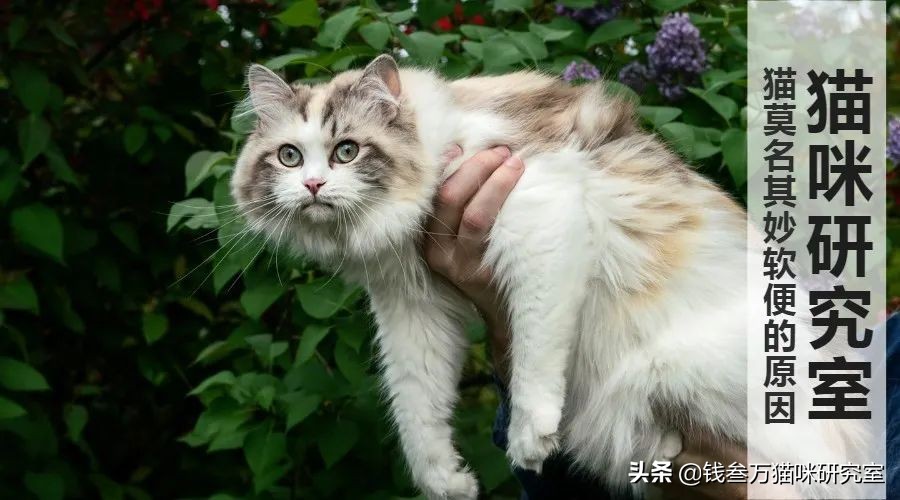 你的猫为什么挑食,猫咪软便吃哪种猫粮好