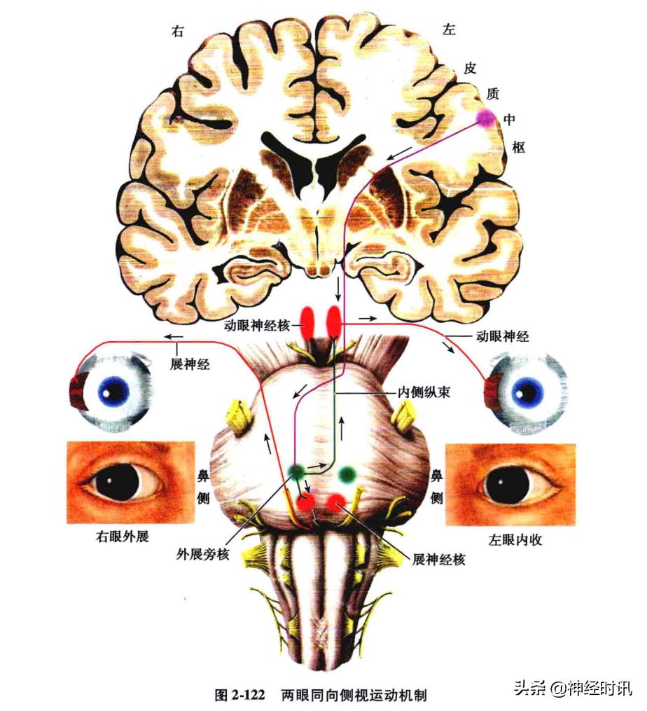 脑干解剖,脑干神经解剖