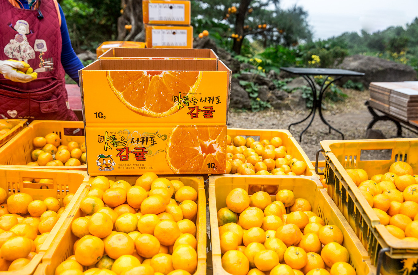 韩国济州岛讲解,济州岛是个怎样的地方