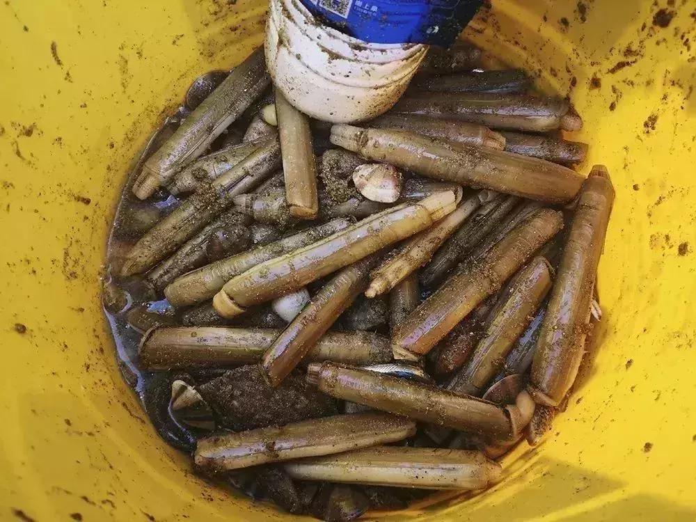 秦皇岛休渔期的海鲜哪里来,秦皇岛休渔期还可以出海吗