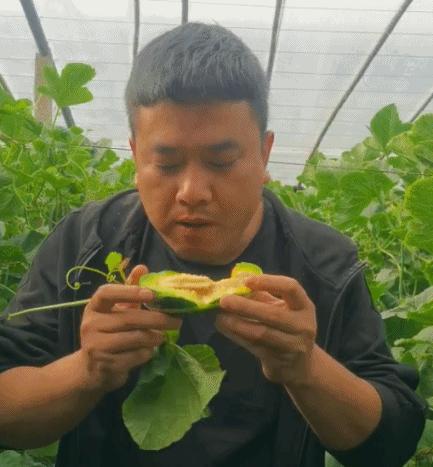 正宗博洋蜜瓜产地,黄洋蜜瓜和博洋蜜瓜区别