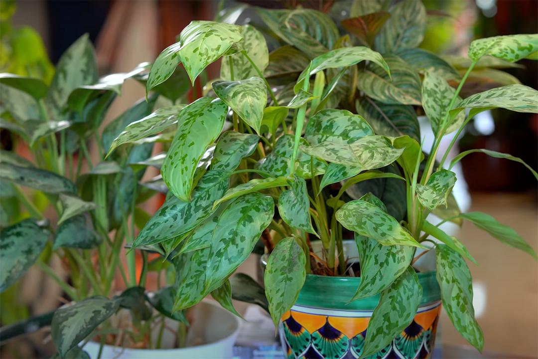 金盆洗手吧，植物杀手们