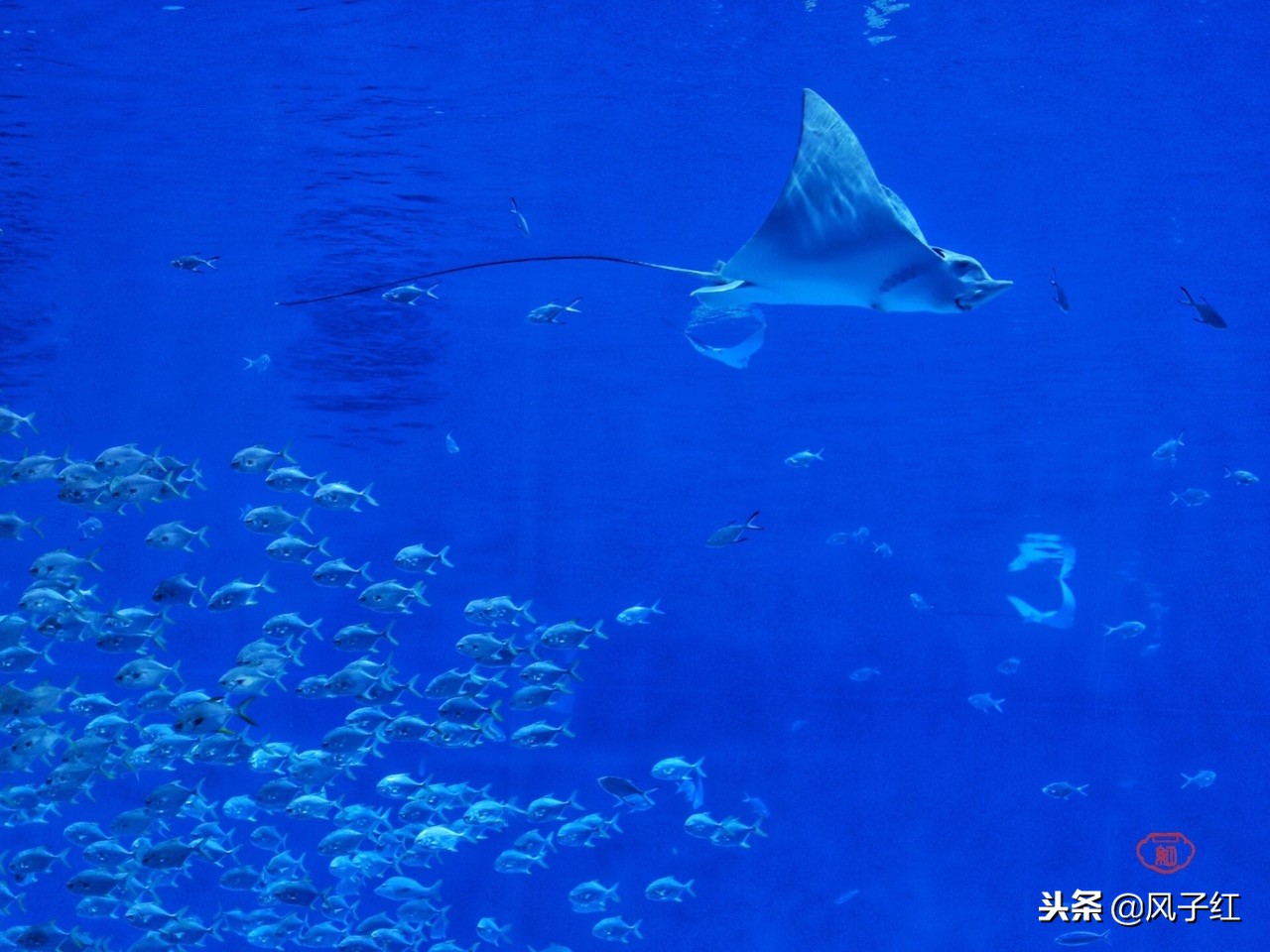 上海新地标丨海昌海洋公园一日游园玩法攻略