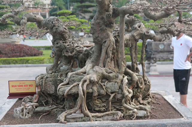 ​越南男子15年前花三千元买棵盆景树，现有人出价数十万不舍得卖