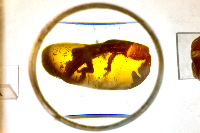 欧洲波兰琥珀,波兰琥珀特产