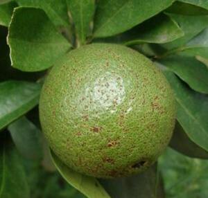 治疗柑橘沙皮病什么药好,柑橘砂皮病怎么治理