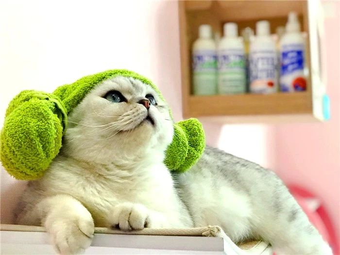 猫咪洗澡容易出现的常见情况,猫咪太小不能洗澡有味道怎么办