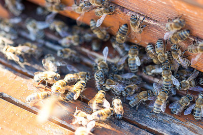 蜂群来袭,在野外遇到蜜蜂群蜂攻击该怎么办