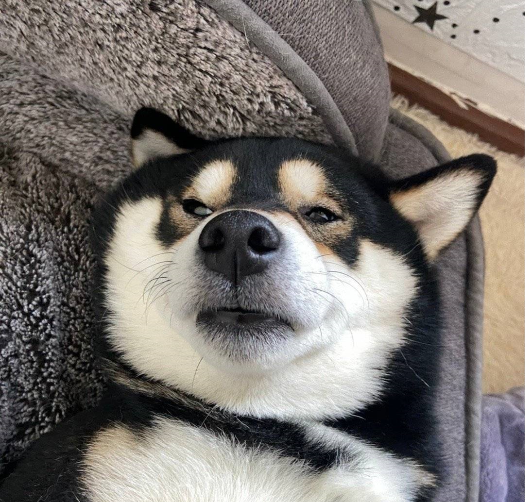 日本柴犬为啥在中国受欢迎,为什么那么多人买柴犬