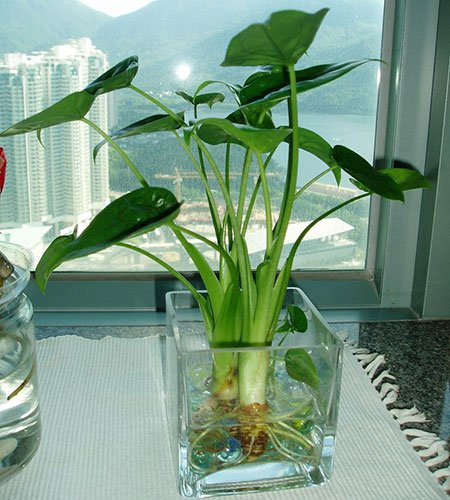 未开封的药物过期8月还可以用吗,哪些花卉适合用过期药片