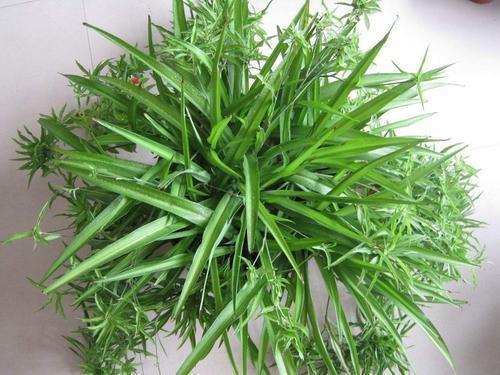 卫生间养这3种花轻松帮你除异味,适合放厕所吸异味的花草