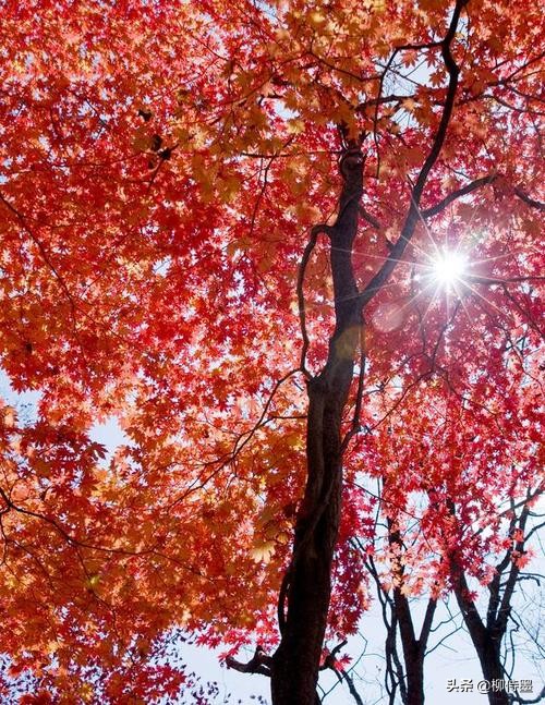 秋天拍照红叶姿势大全,秋天拍摄红叶的方法