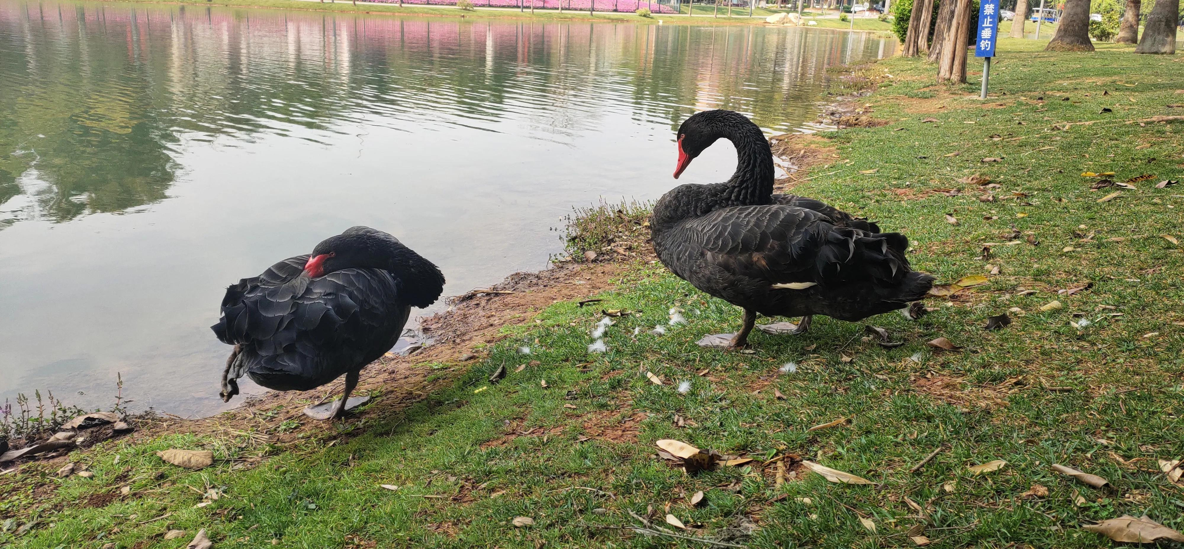 云南弥勒和勐海哪个适合养老,云南弥勒海拔高度适合养老吗