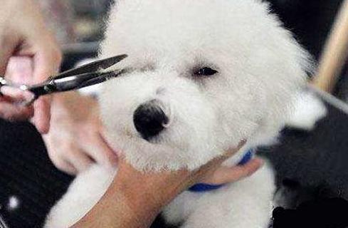 如何养好一只比熊犬这5点很关键,超小体比熊犬智商会不会差点