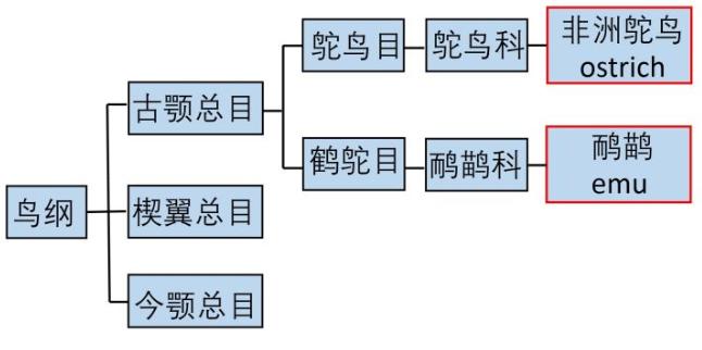 鸸鹋和鸵鸟什么区别,鸵鸟和鸸鹋在地球上生活多少年了