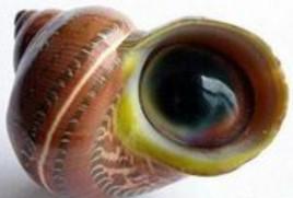 神奇贝壳料理,神奇的贝壳