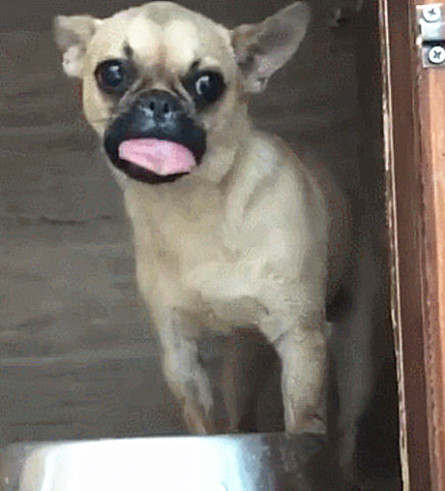 狗狗被马蜂蛰了表情包什么意思,狗狗树下贪玩被马蜂蜇成表情包