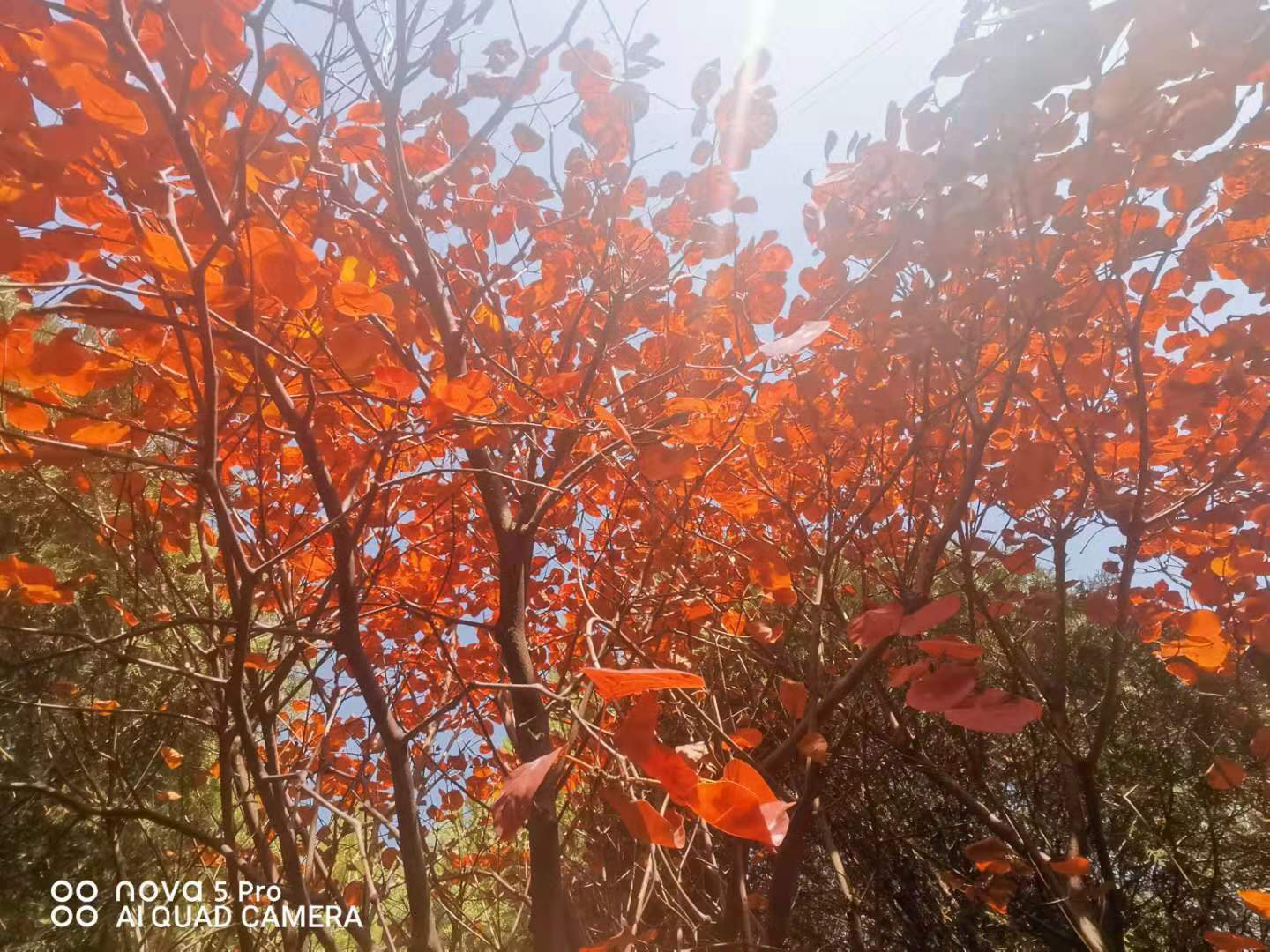 秋意正浓情谊无悔,秋意正浓旅行图片
