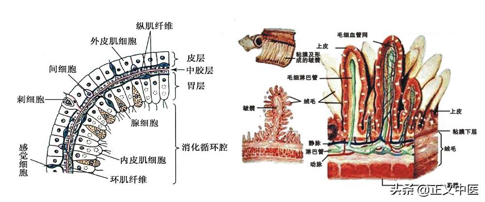 脾胃跟肠道的关系讲解图,脾胃经相表里是什么意思