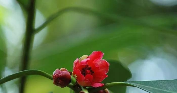 25种常见有毒的花草树木,警惕50种有毒植物