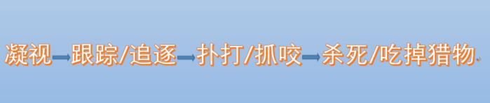 激光笔逗猫对猫咪影响,猫咪追激光笔是聪明还是不聪明