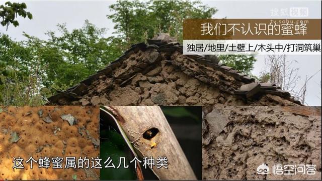 预言蜜蜂灭绝真相,爱因斯坦预言蜜蜂消失人类灭亡