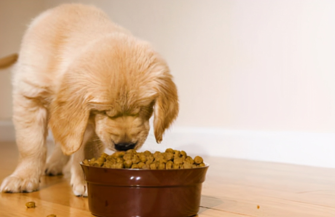 狗狗拉稀便的治疗方法,狗狗拉稀软便可以吃蒙脱石散吗