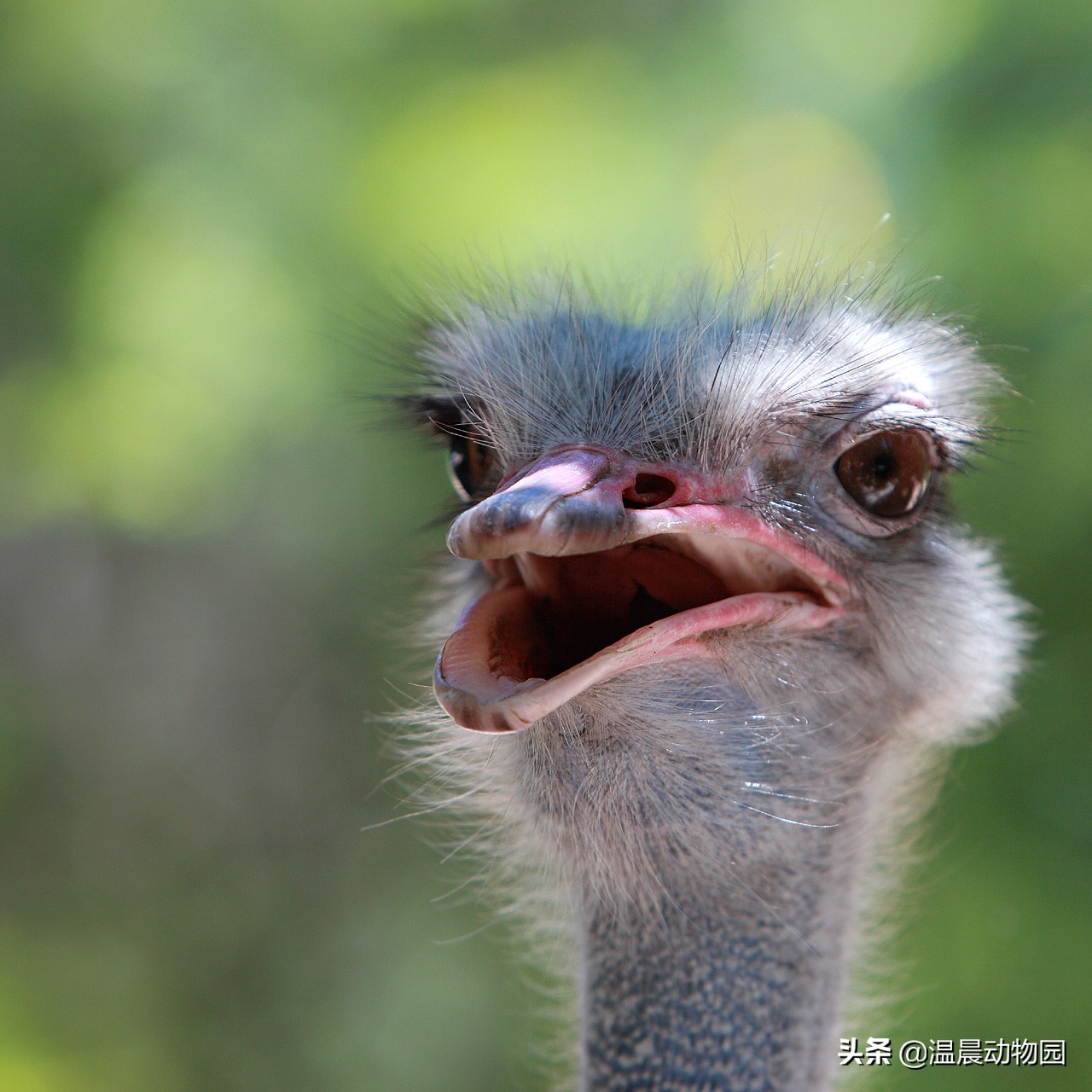鸵鸟遇到危险会把头埋土里搞笑,鸵鸟遇到危险把头埋土里真的假的