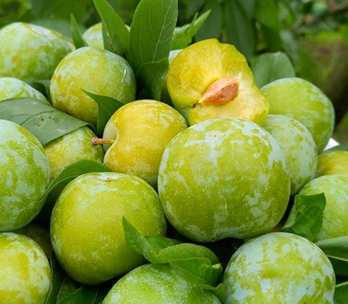 云南青脆李如何吃,四川李子脱骨青脆李怎么吃