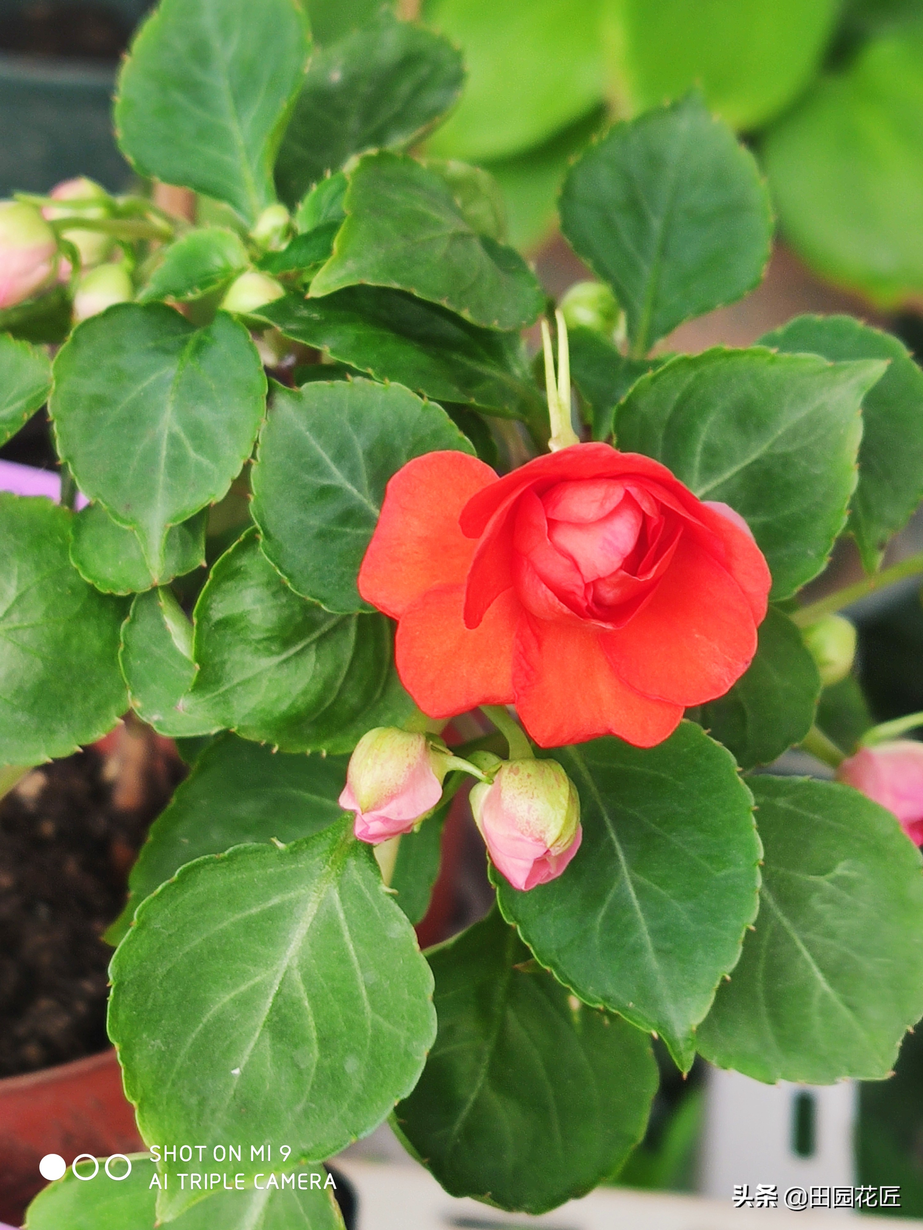 非洲重瓣凤仙，度夏困难易死株？其实不然，只因您没有这样养护