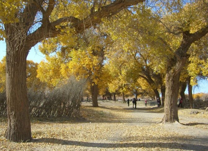 成都到额济纳旗五日游,南京到额济纳旗旅游攻略