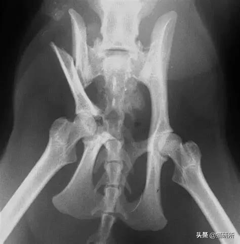 猫咪摔骨折了治疗需要多少钱,猫咪骨折吃什么东西恢复得快