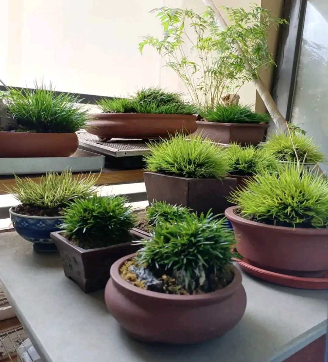 100种绿植大全,50种盆栽绿植花卉大全