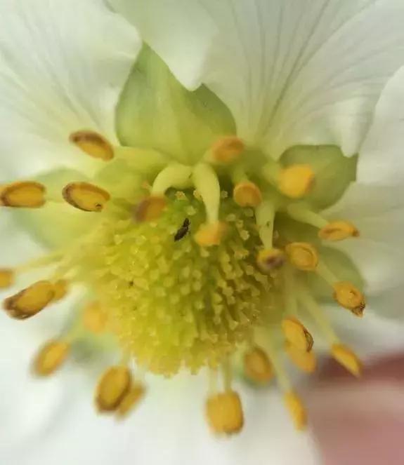 草莓叶子上涂油能防治蓟马吗,草莓坐果期杀蓟马用什么药最好