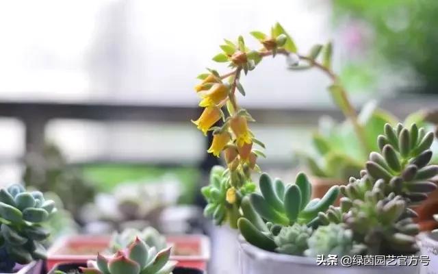 多肉开花怎么办呢,多肉开花的原因和解决方法