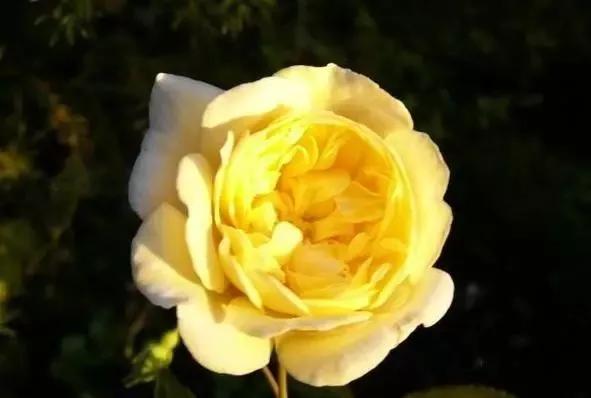 100种玫瑰图片大全,介绍100种不同品种的玫瑰视频