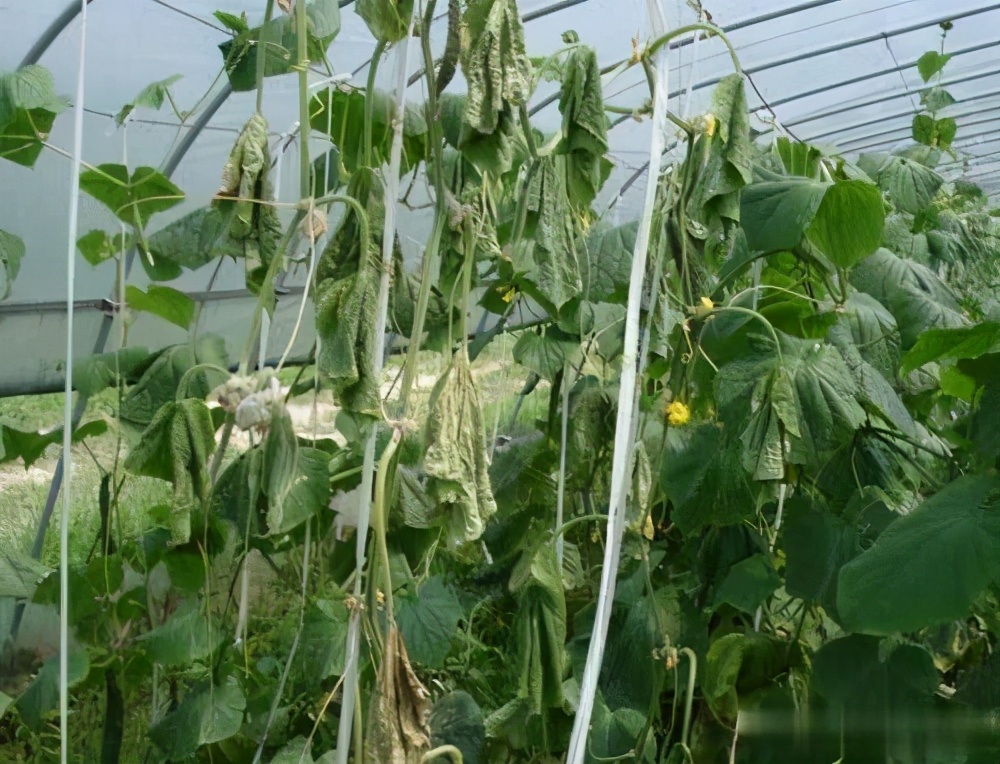 大棚黄瓜蔫了怎么办,冬季温室黄瓜突然萎蔫的原因