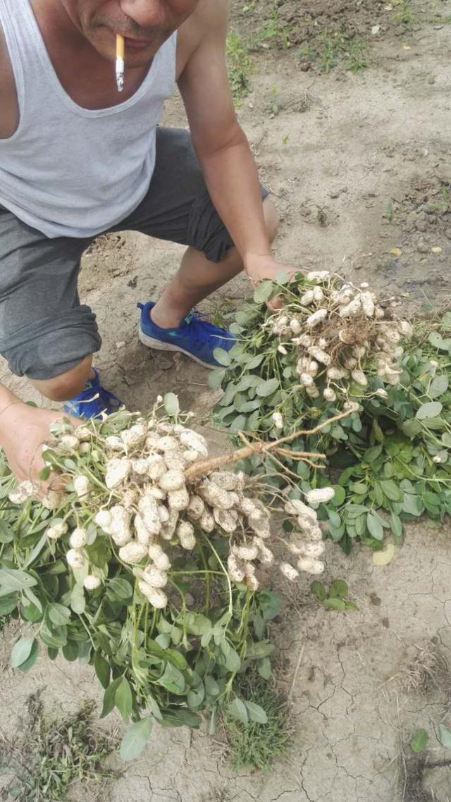 花生控旺用多效唑对花生有影响吗,花生控旺剂用什么药好