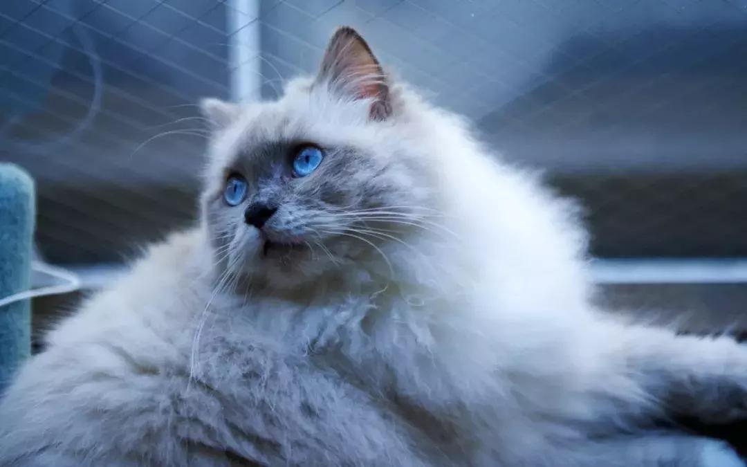 猫咪生宝宝主人需要做什么,猫咪什么时候可以生宝宝