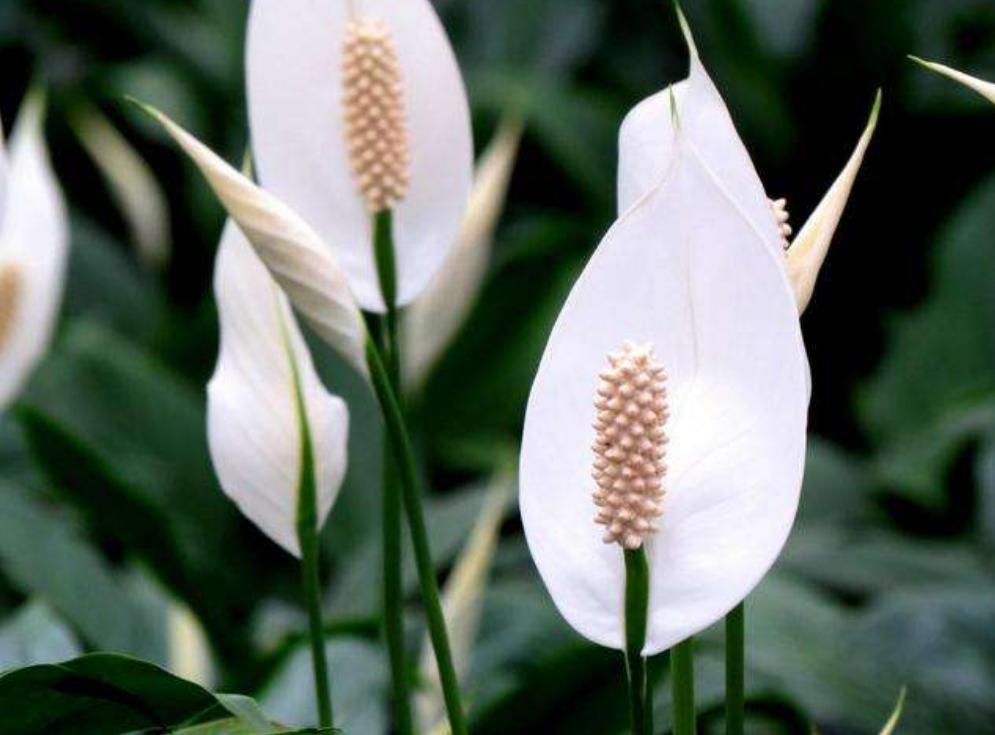 白掌怎么养才开花多,怎么促进白掌分芽