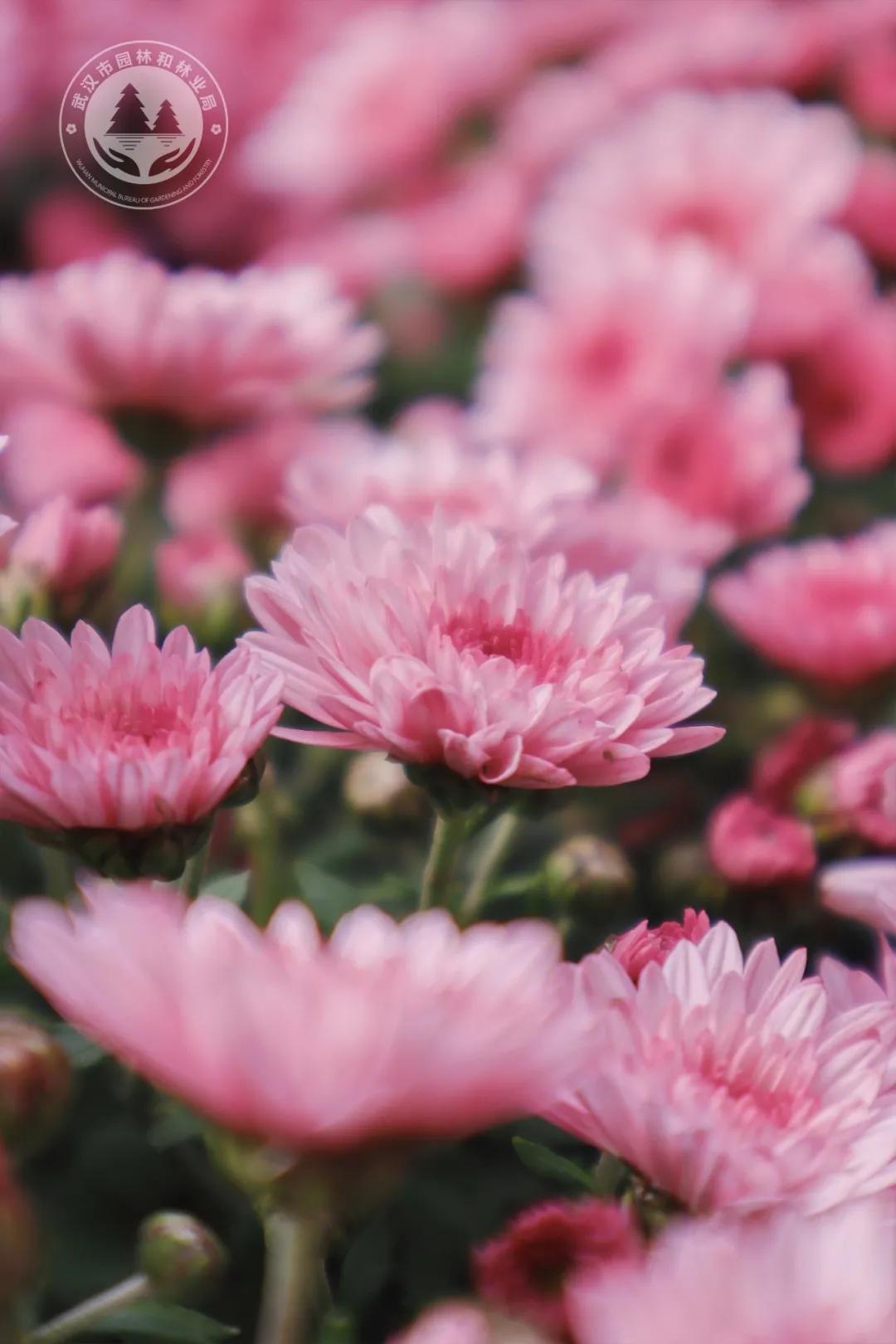 金秋时节菊展赏菊,趁着周末逛菊展