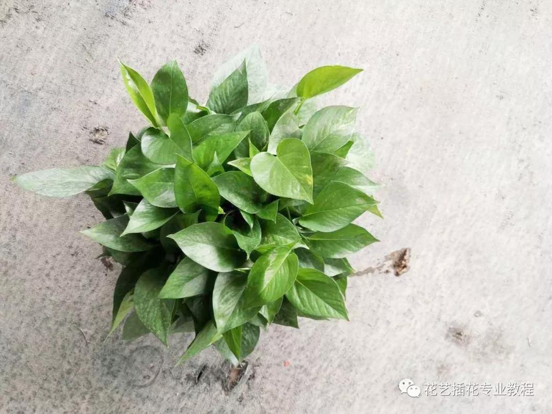 摘下来一小节绿萝该怎么养活,绿萝的叶子放水里可以养活吗